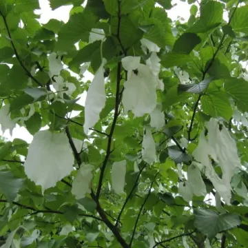 Davidia Involucrata