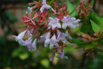 Abelia Francis Mason 1