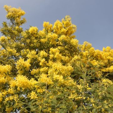 Acacia Dealbata plant