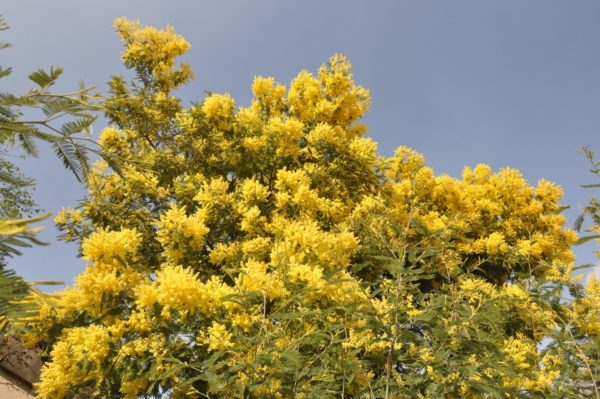 Acacia Dealbata plant