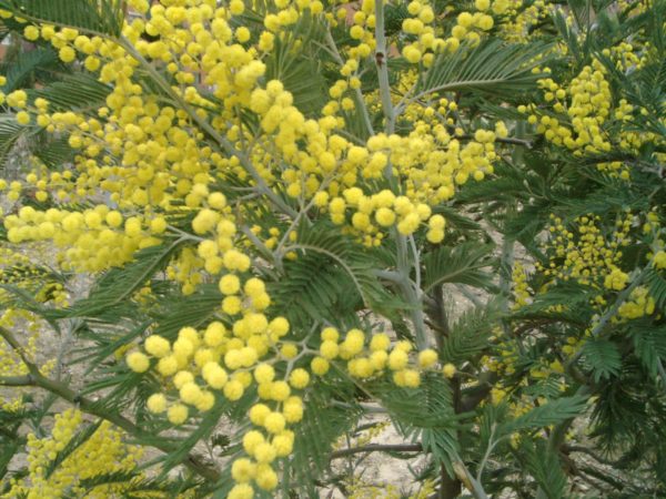 Acacia Dealbata plant