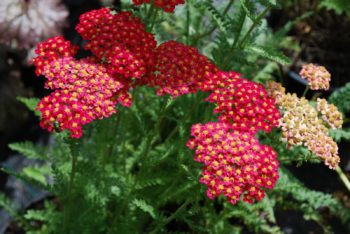 Achillea Walther Funcke