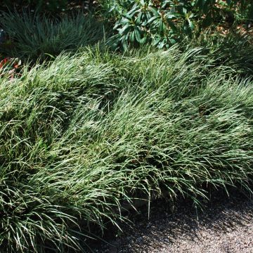 Acorus Variegata