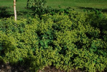 Alchemilla Mollis