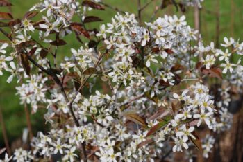 Amelanchier Lamarckii
