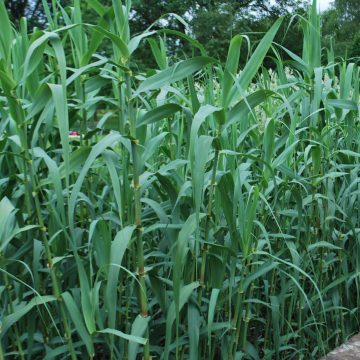 Arundo Donax