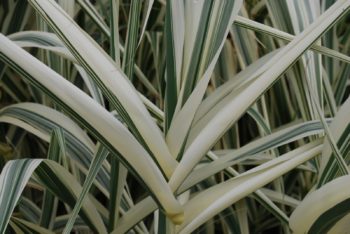Arundo Donax Variegata
