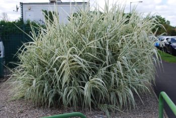 Arundo Donax Variegata