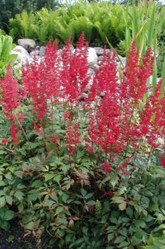 Astilbe Fanal