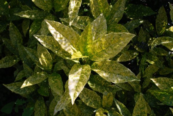 Aucuba Japonica Golden King