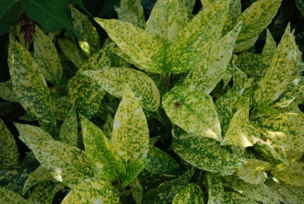 Aucuba Japonica Golden King