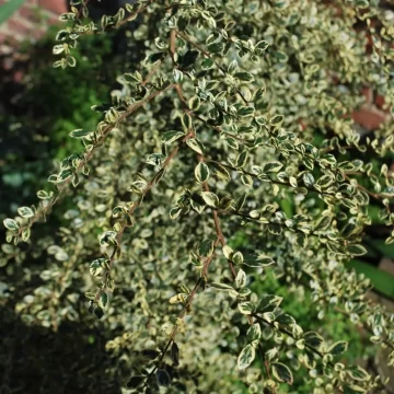 Azara Microphylla Variegata