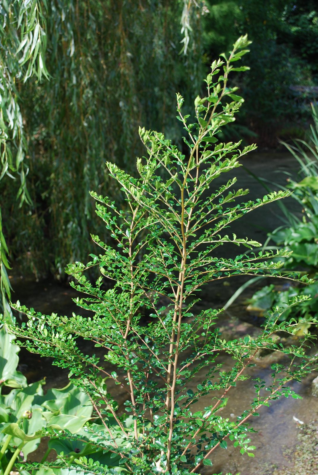 Azara Microphyllus Emerald Plants