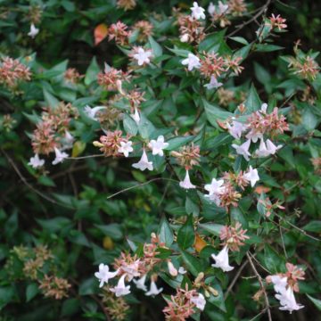 Abelia Grandiflora plant