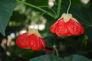 Abutilon Ashford Red