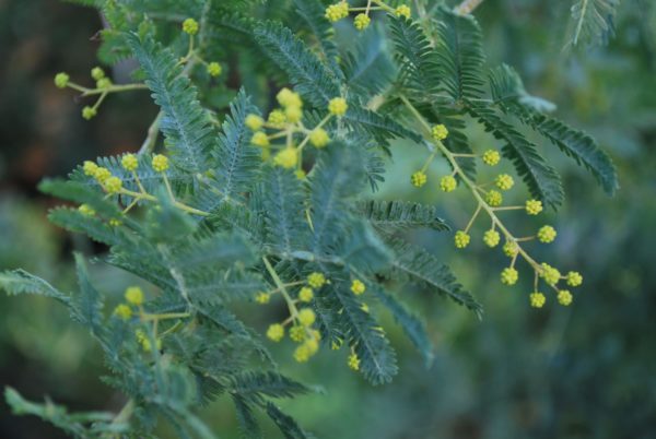 Acacia Baileyana plant