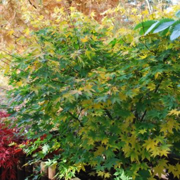 Acer Palmatum Osakazuki