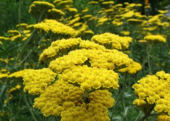 Achillea
