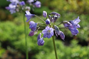 Agapanthus Subsp. Patens