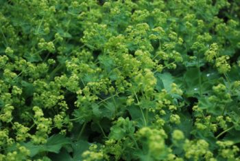 Alchemilla Mollis