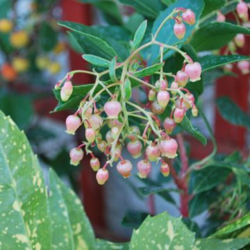 Arbutus Unedo Rubra