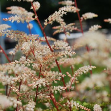 Aruncus Dioicus Kneiffii