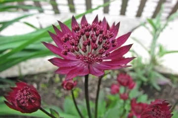 Astrantia Hadspen Blood