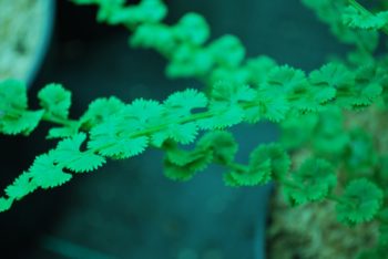 Athyrium Filix-Femina Frizelliae