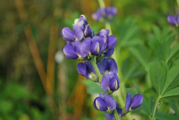 Baptisia Australis