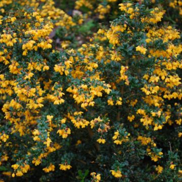 Berberis Darwinii Nana