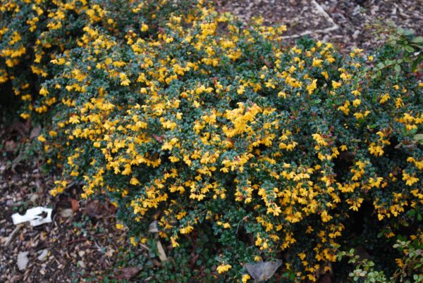 Berberis Darwinii Nana