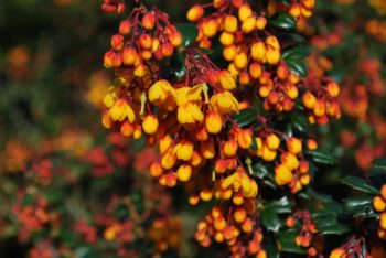 April, A Good Time For Planting And Moving Evergreen Shrubs