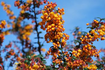 Berberis Darwinii