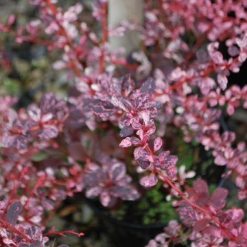 Berberis Harlequin