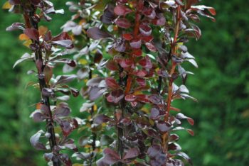 Berberis Helmond Pillar