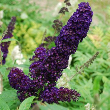 Buddleja Davidii Black Knight
