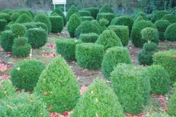 Buxus Sempervirens