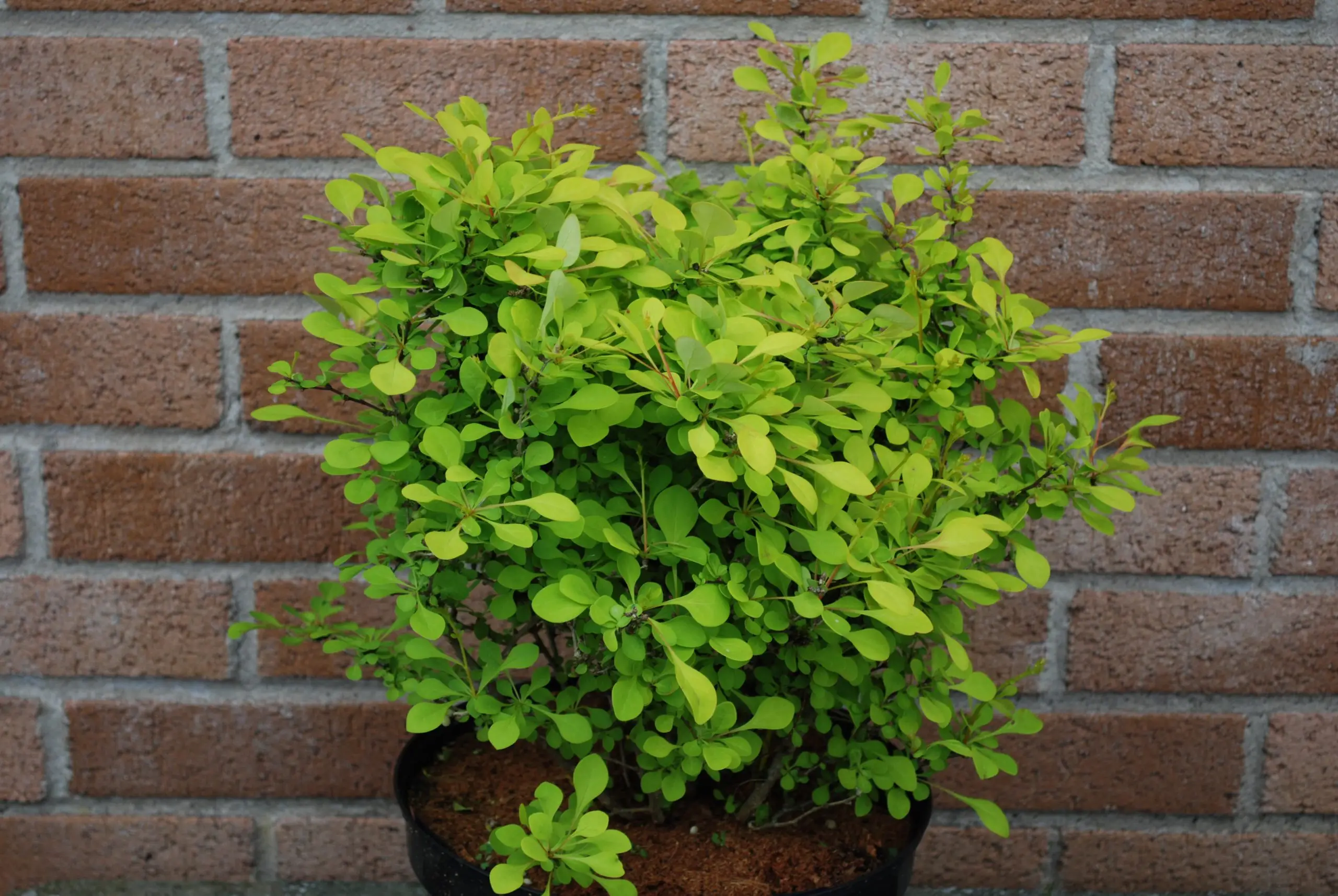 Berberis Thunbergii Aurea Berberis Thunbergii Aurea