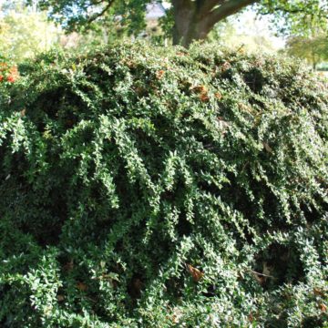 Berberis X Frikartii Amstelveen