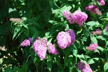 Buddleja Dartmoor