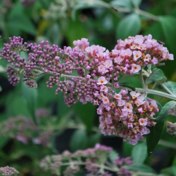 Buddleja Pink Pagoda