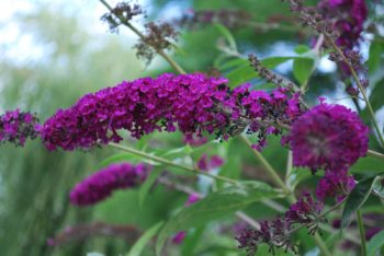Buddleja Royal Red