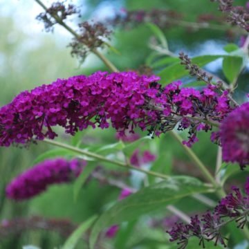 Buddleja Royal Red