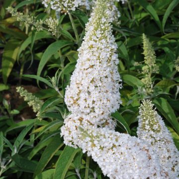 Buddleja Davidii 'White Profusion'