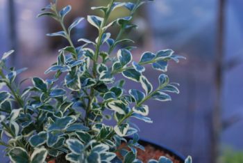 Buxus Sempervirens Elegantissima