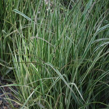 Calamagrostis Acutiflora Overdam