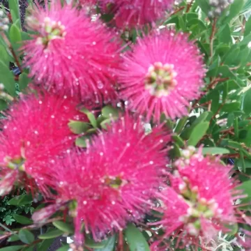 Callistemon Laevis