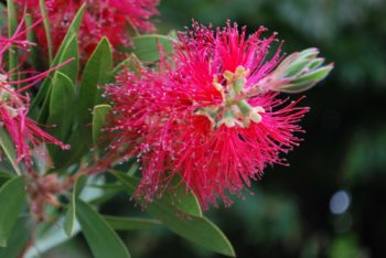 Callistemon Citrinus 'Splendens'
