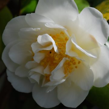 Camellia Silver Anniversary