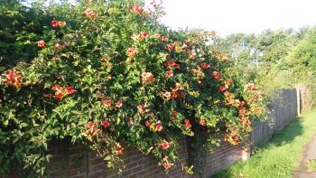 Campsis Madame Galen